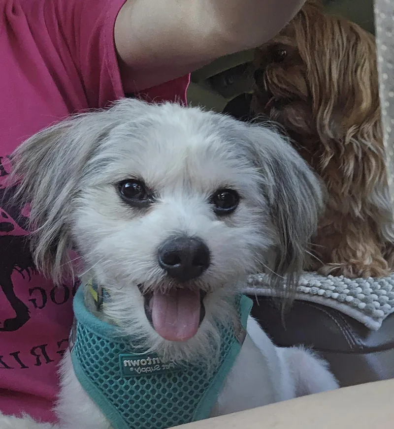 A young small-sized male Shih Tzu dog named Pancake for adoption in Columbus, IN