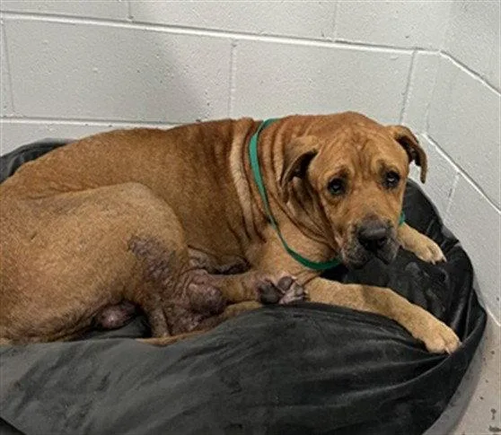 An adult large-sized male Mastiff dog named Arthur for adoption in Tavares, FL