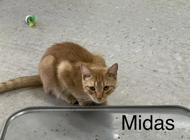 An adult small-sized male Domestic Short Hair cat named Midas for adoption in Jim Thorpe, PA