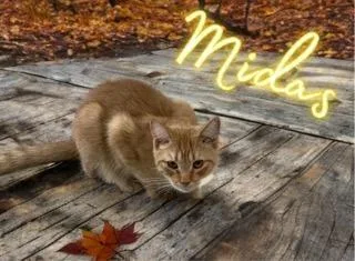 Midas thumbnail 2