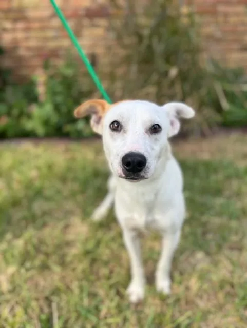 A young medium-sized male Red / Chestnut / Orange Rat Terrier dog named Cam for adoption in Houston, TX