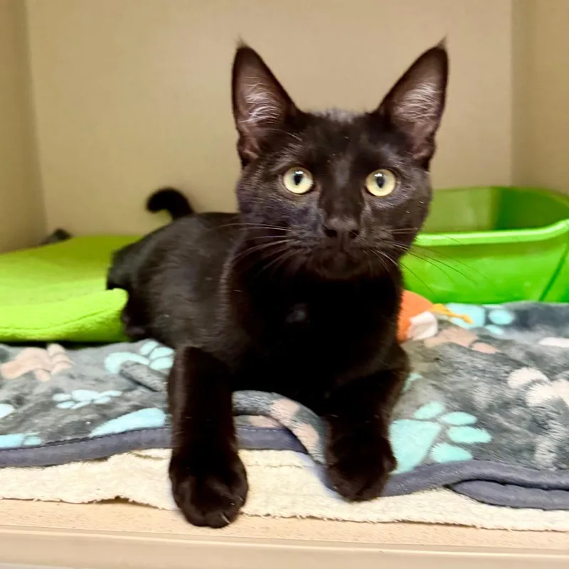 A young medium-sized male Black Domestic Short Hair cat named Chucky for adoption in Great Falls, MT