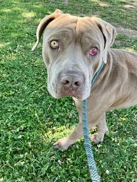 An adult medium-sized male Pit Bull Terrier dog named Randy for adoption in Albuquerque, NM