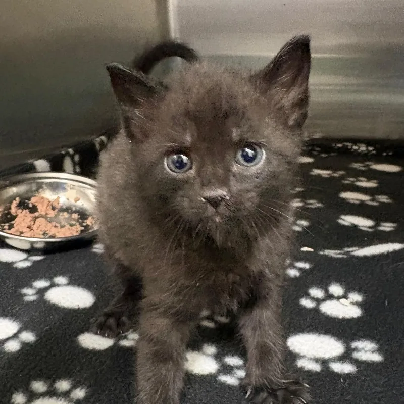 A baby small-sized female Black Domestic Short Hair cat named MirrorKey for adoption in Middleburg, FL