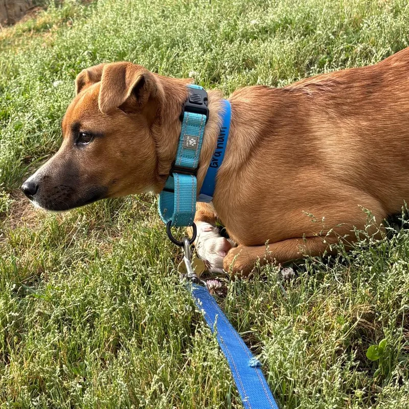 A baby medium-sized male Yellow / Tan / Blond / Fawn Mixed Breed dog named Ct Graham for adoption in Eastford, CT