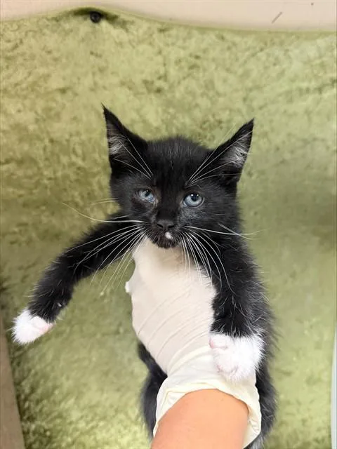 A baby small-sized female Domestic Short Hair cat named Annie for adoption in Riverside, CA