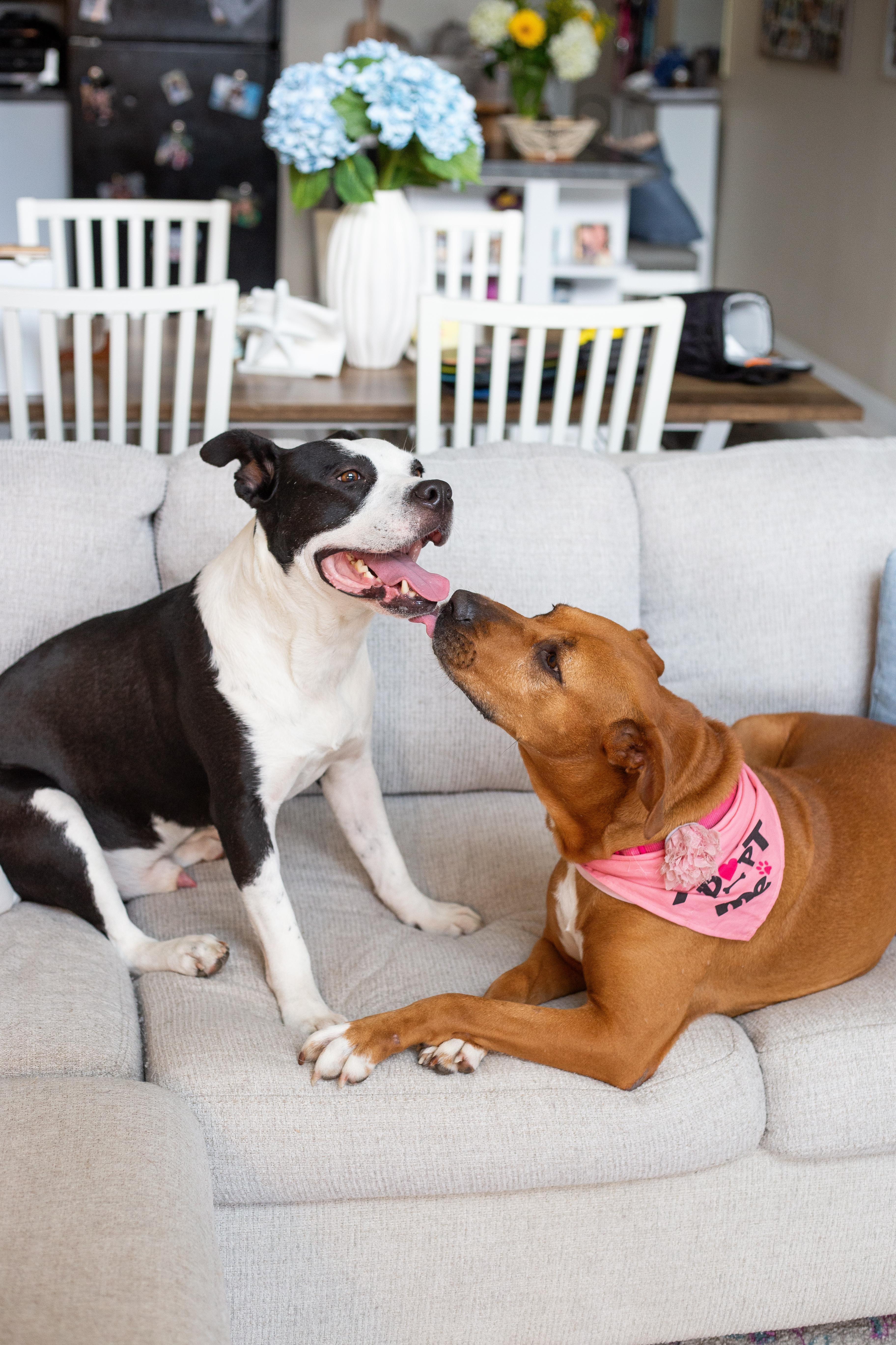 An adult medium-sized male Mixed Breed dog named Hugo for adoption in tampa, FL