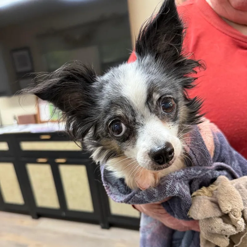A senior small-sized female White / Cream Chihuahua dog named Cici for adoption in Lake Panasoffkee, FL