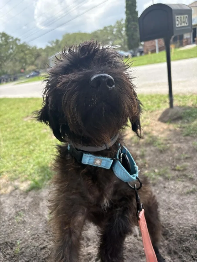 Obi