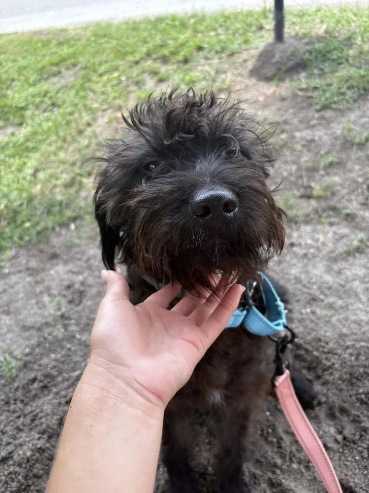 Obi thumbnail 3