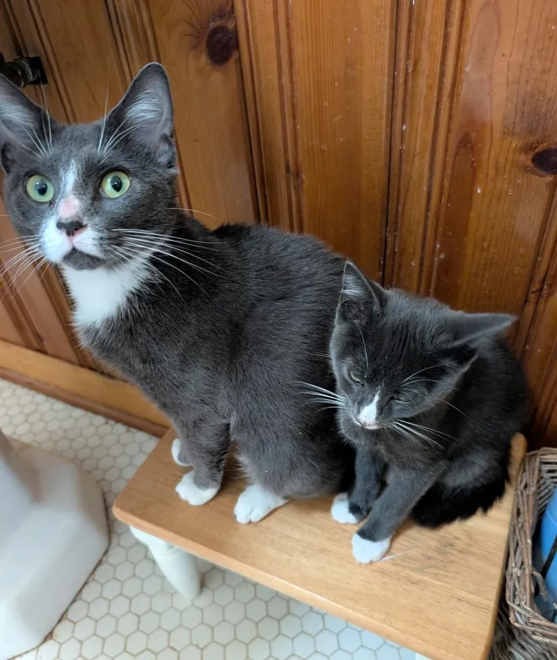 A baby medium-sized male Gray & White Domestic Short Hair cat named Oakley for adoption in Jacksonville, FL