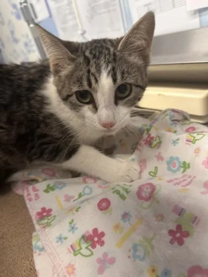 An adult small-sized female Domestic Short Hair cat named Fergie for adoption in Roseville, CA