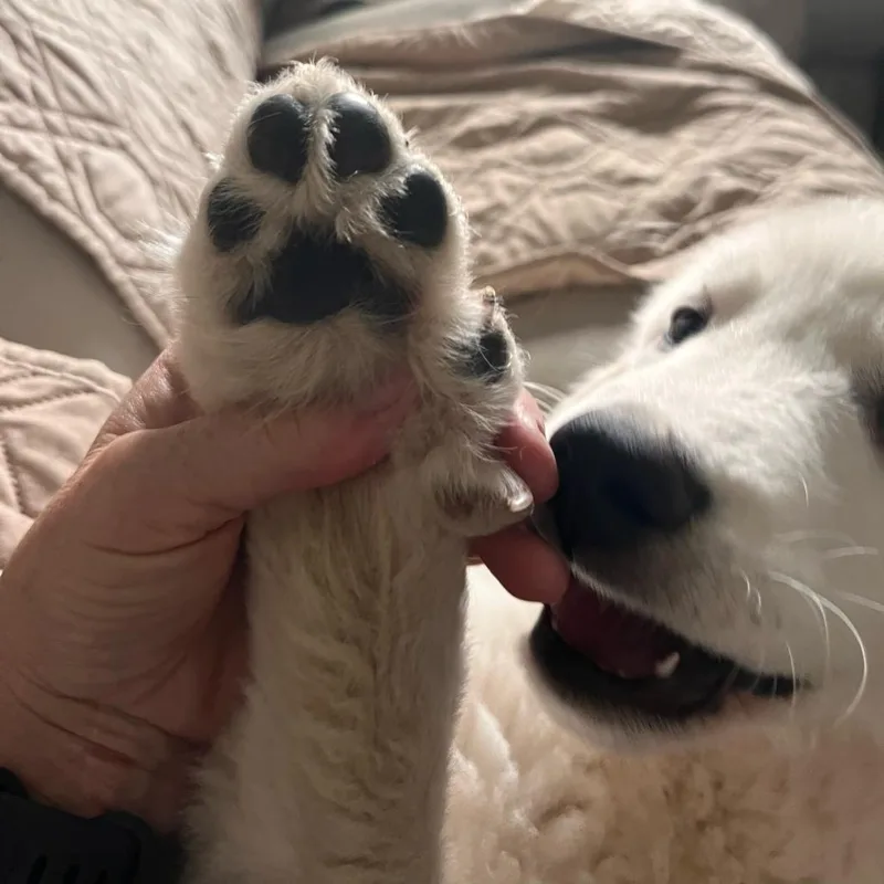 A baby small-sized male White / Cream Great Pyrenees dog named Sparrow for adoption in Shawnee, KS