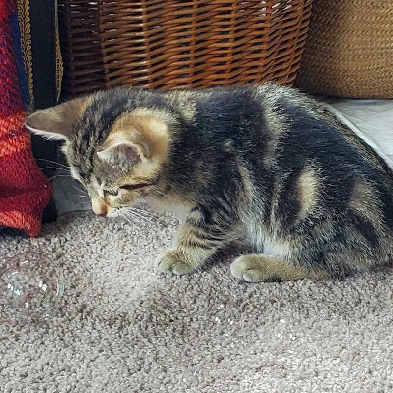 A baby medium-sized male Tabby cat named Caleb Winsomefivesome for adoption in Houston, TX