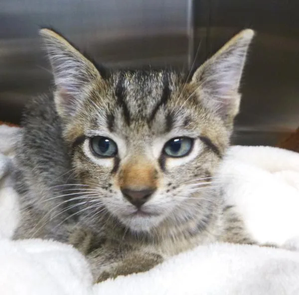 A baby small-sized male Domestic Short Hair cat named Floyd for adoption in Lafayette, LA