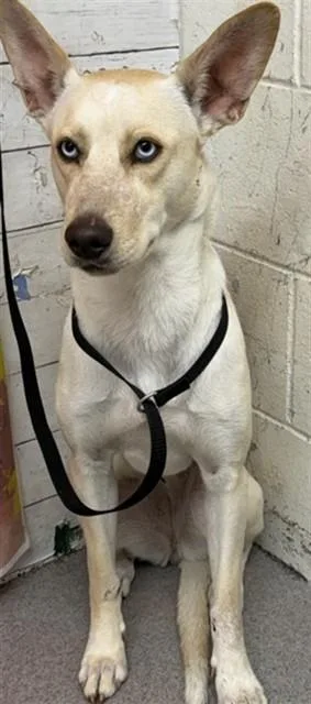 A young medium-sized female Siberian Husky dog named Winston for adoption in San Bernardino, CA