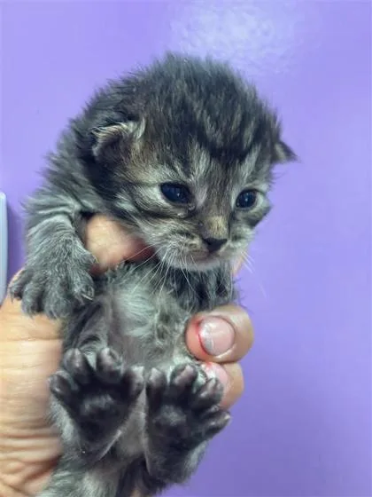 A baby small-sized male Black Domestic Short Hair cat named 60802020 for adoption in El Paso, TX