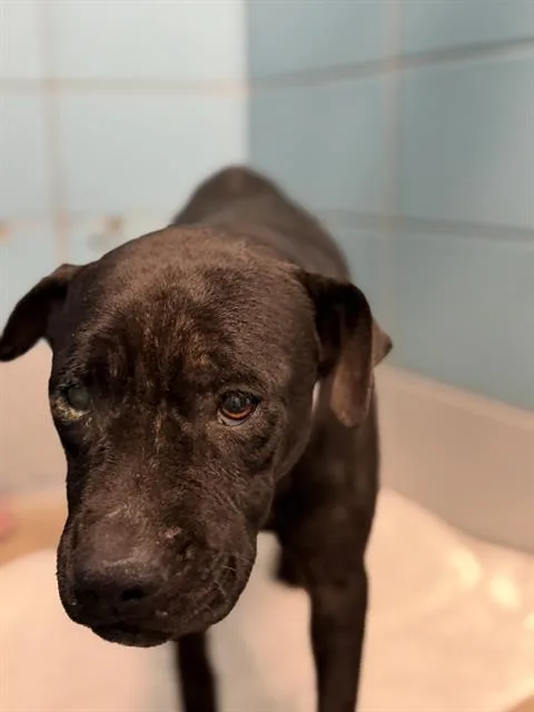 An adult medium-sized female Staffordshire Bull Terrier dog named Opal for adoption in Houston, TX
