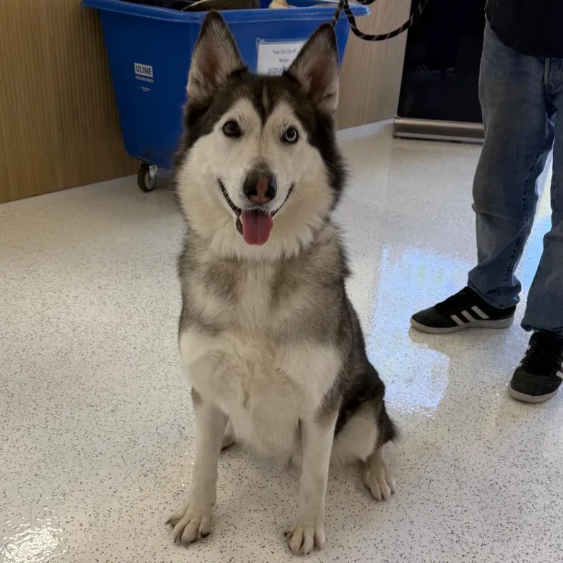 An adult large-sized female Black Husky dog named Candy A for adoption in Mission Hills, CA
