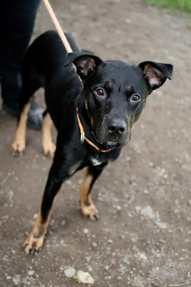 An adult large-sized male Brown / Chocolate Doberman Pinscher dog named Chester for adoption in Frankfort, NY