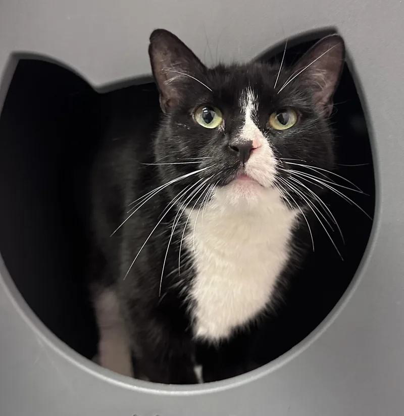 An adult medium-sized female Black & White / Tuxedo Domestic Short Hair cat named Diva Girl for adoption in East Northport, NY