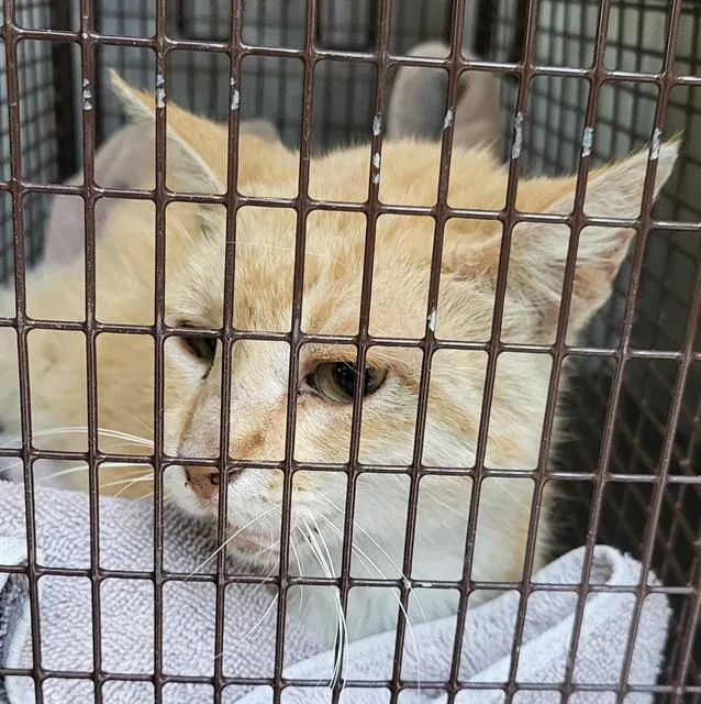 A young medium-sized female Domestic Short Hair cat named Cathy for adoption in San Antonio, TX