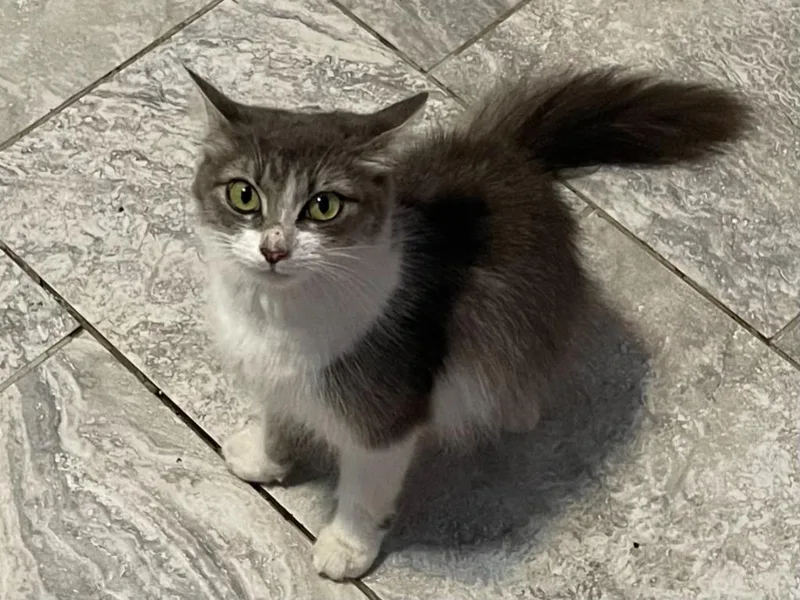 A baby medium-sized female Domestic Medium Hair cat named Trinket for adoption in Fort Oglethorpe, GA