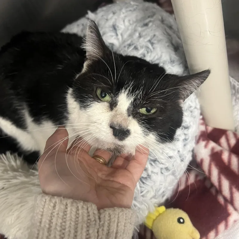 A senior medium-sized female Black Domestic Short Hair cat named Dr. Pepper for adoption in Mentor, OH