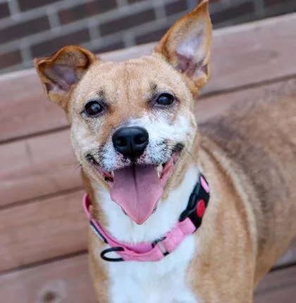 An adult small-sized female Mixed Breed dog named Rose for adoption in Merriam, KS