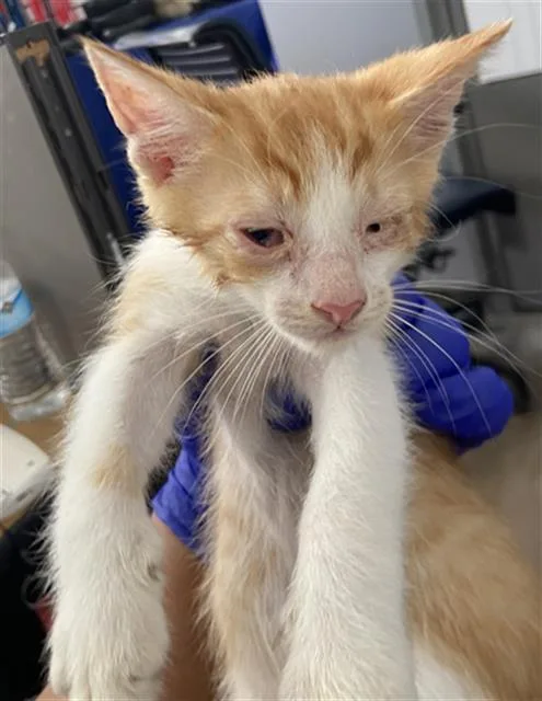 A baby medium-sized male Domestic Short Hair cat named Torres for adoption in Dallas, TX