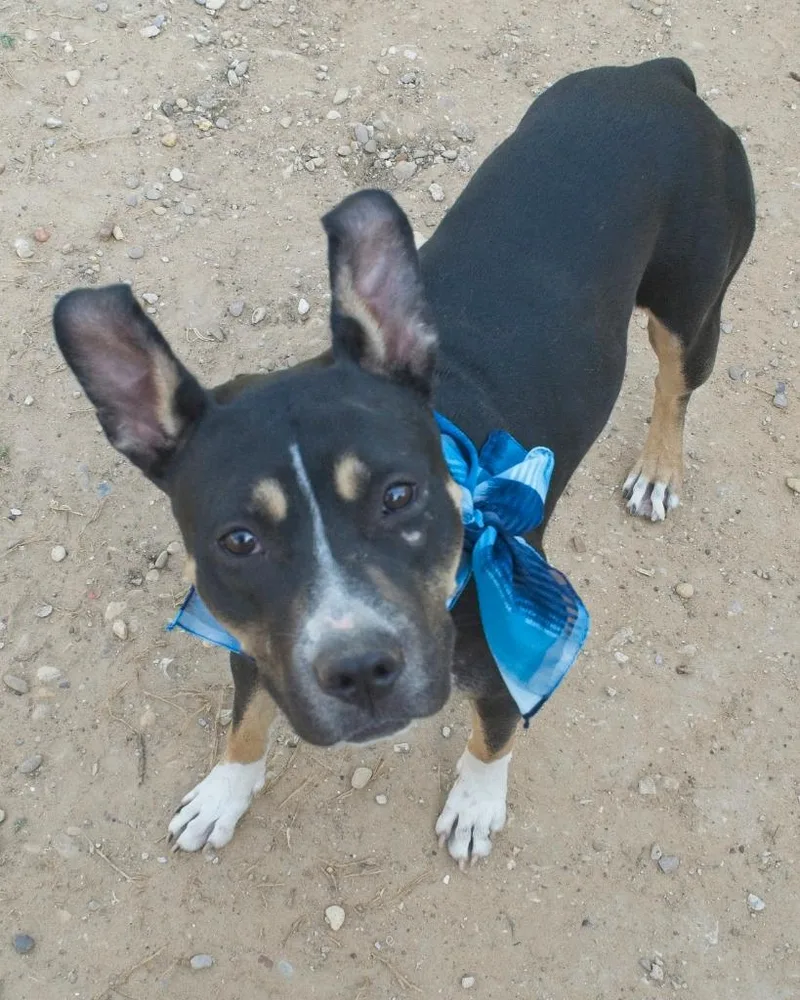 A senior medium-sized female Shepherd dog named Camille for adoption in Seagoville, TX