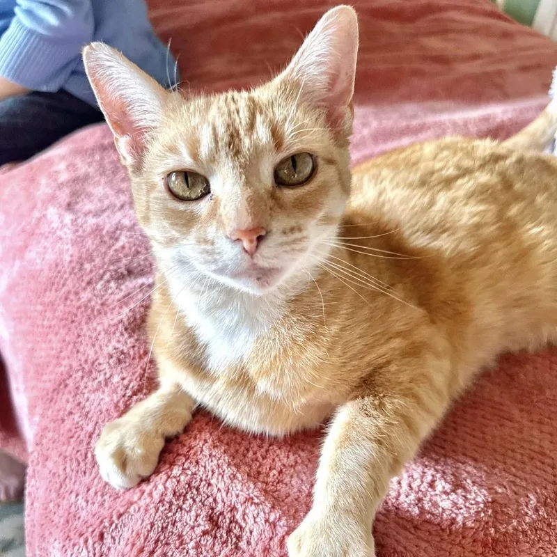 An adult small-sized female Orange / Red Domestic Short Hair cat named Poppy for adoption in Leechburg, PA