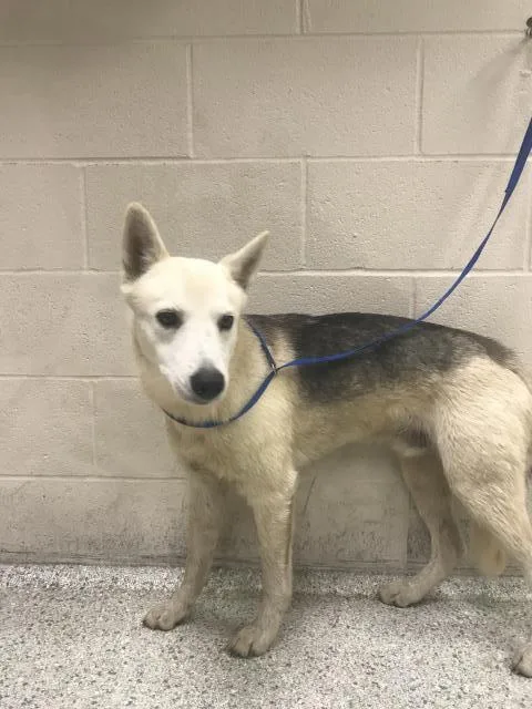 A young large-sized male German Shepherd Dog dog named Ford for adoption in Conroe, TX