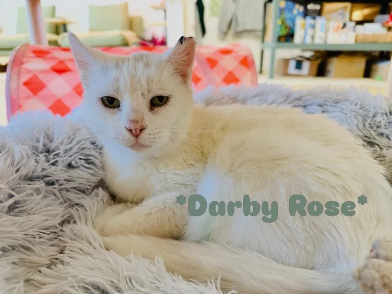 Darby Rose