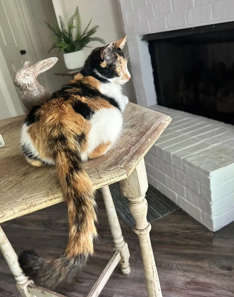 A baby small-sized female Calico cat named Luna C Harrel for adoption in Saunderstown, RI