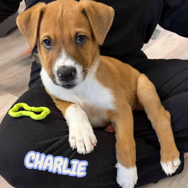 Charlie