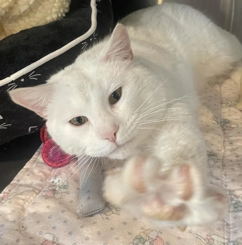 An adult large-sized male White Domestic Short Hair cat named Snow for adoption in Southbury, CT