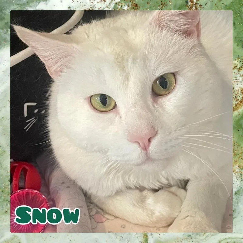 Snow thumbnail 4