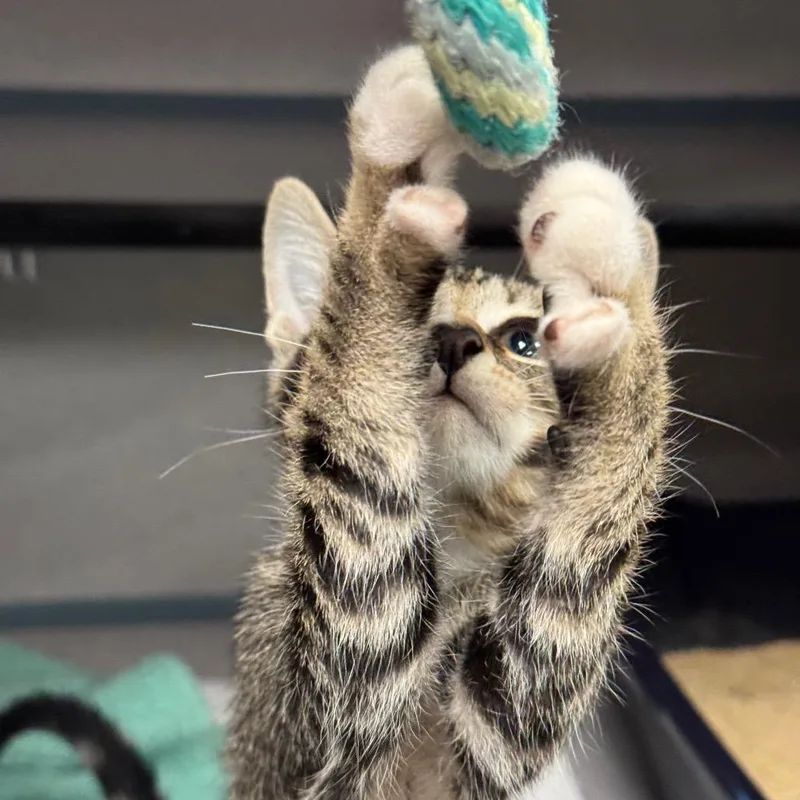 A baby medium-sized male Domestic Short Hair cat named Power for adoption in Santa Barbara, CA
