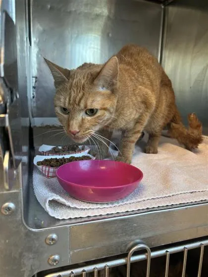 An adult small-sized female Orange / Red Domestic Medium Hair cat named Amelia for adoption in El Paso, TX