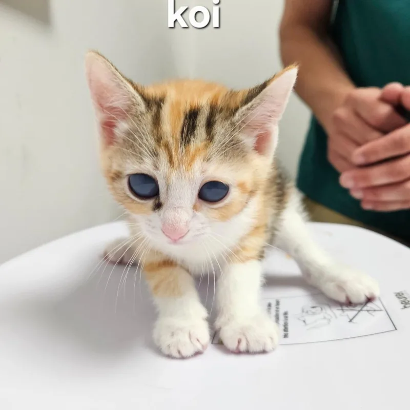 A baby small-sized female Calico Domestic Short Hair cat named Koi for adoption in Oneonta, NY