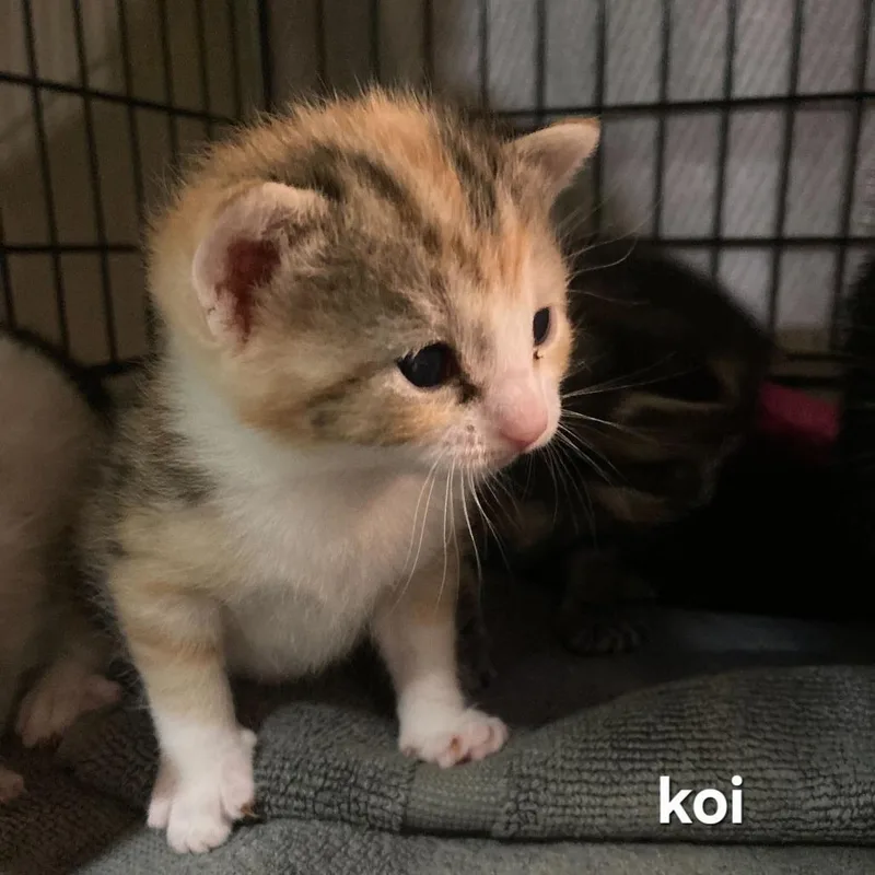 Koi thumbnail 2