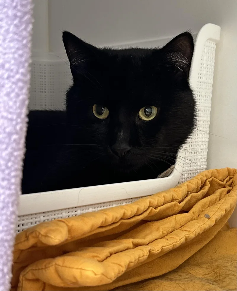 A young medium-sized male Black Domestic Short Hair cat named Photosynthesis for adoption in Manassas, VA