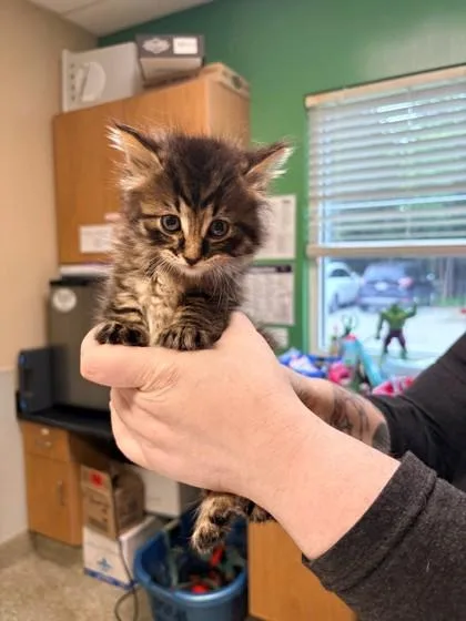 A young medium-sized male Domestic Short Hair cat named Mickey for adoption in Kansas City, MO
