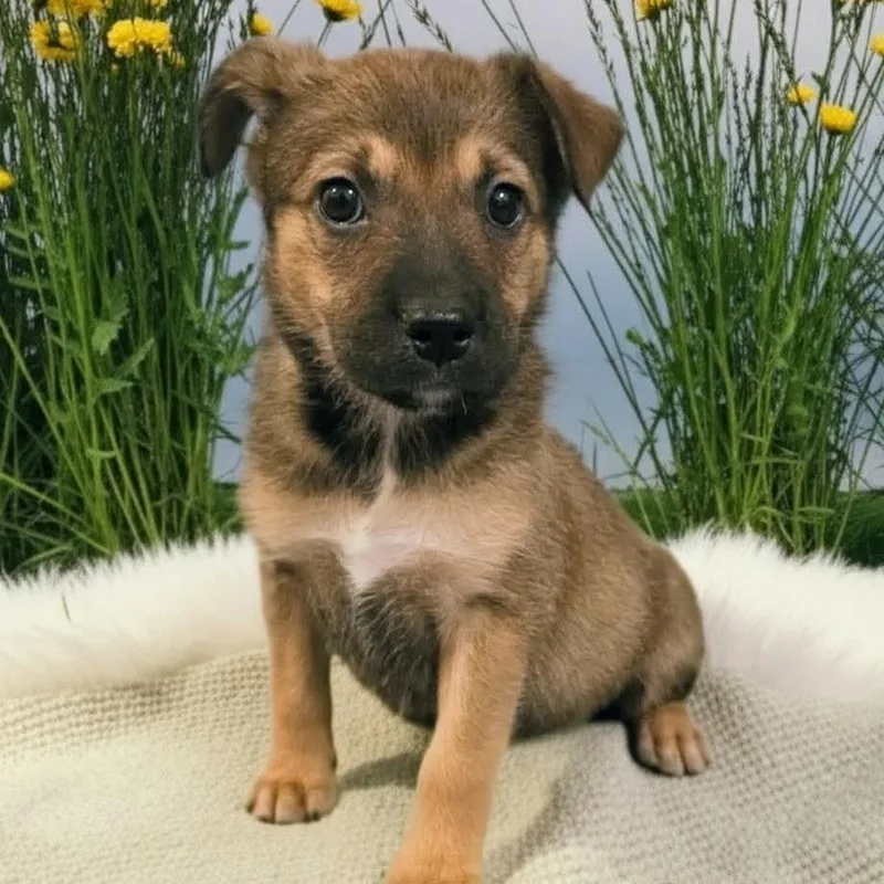 A baby medium-sized female Sable Shepherd dog named Cocoa for adoption in Griswold, CT