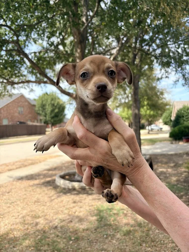 A baby small-sized female Tricolor (Brown, Black, & White) Chihuahua dog named Jarrahdale for adoption in Frisco, TX