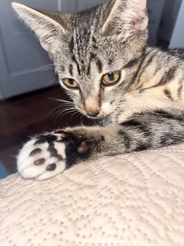 Zuzu