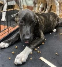 A baby large-sized female Mixed Breed dog named Pepper for adoption in Largo, FL