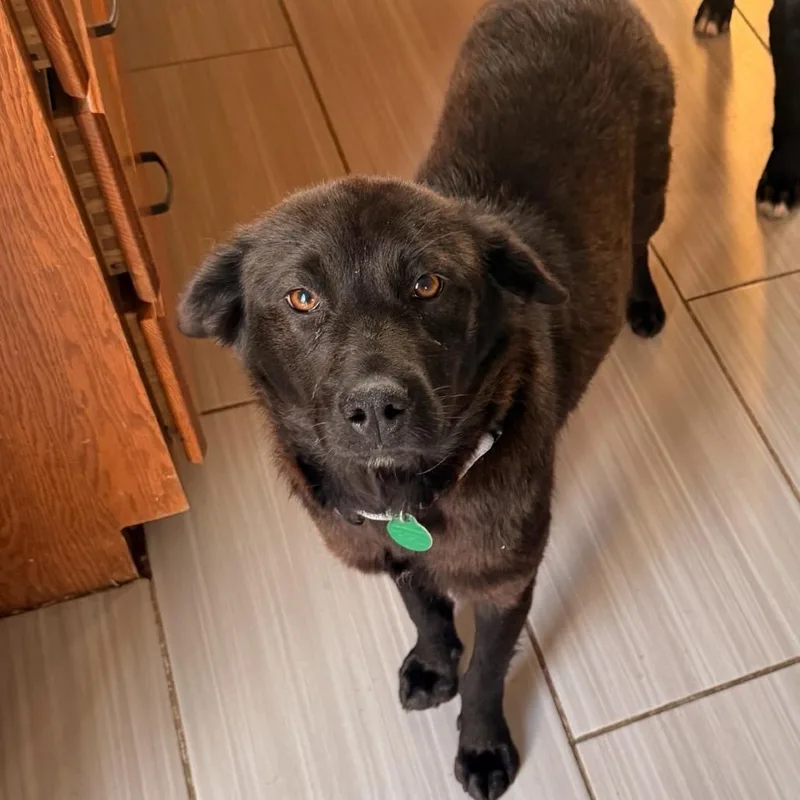 A young medium-sized female Black Mixed Breed dog named Lavender for adoption in Buffalo, MN