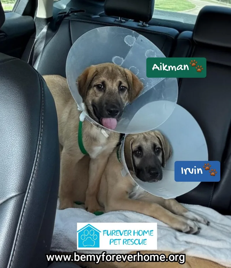 A baby medium-sized male Coonhound dog named Aikman for adoption in Plano, TX